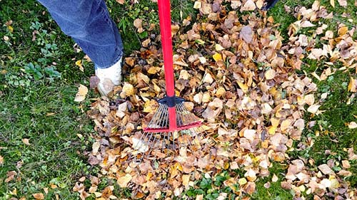 Leaf Cleanup example 3