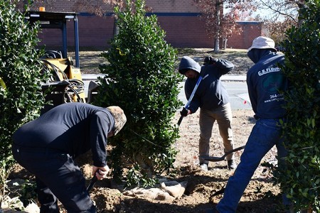 Tree Planting Tips from Grand Prairie Landscaping Professionals