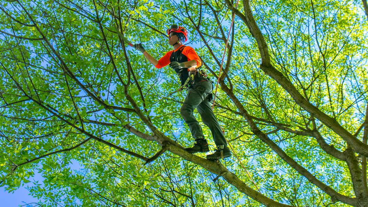 Tree Trimming & Pruning example 1
