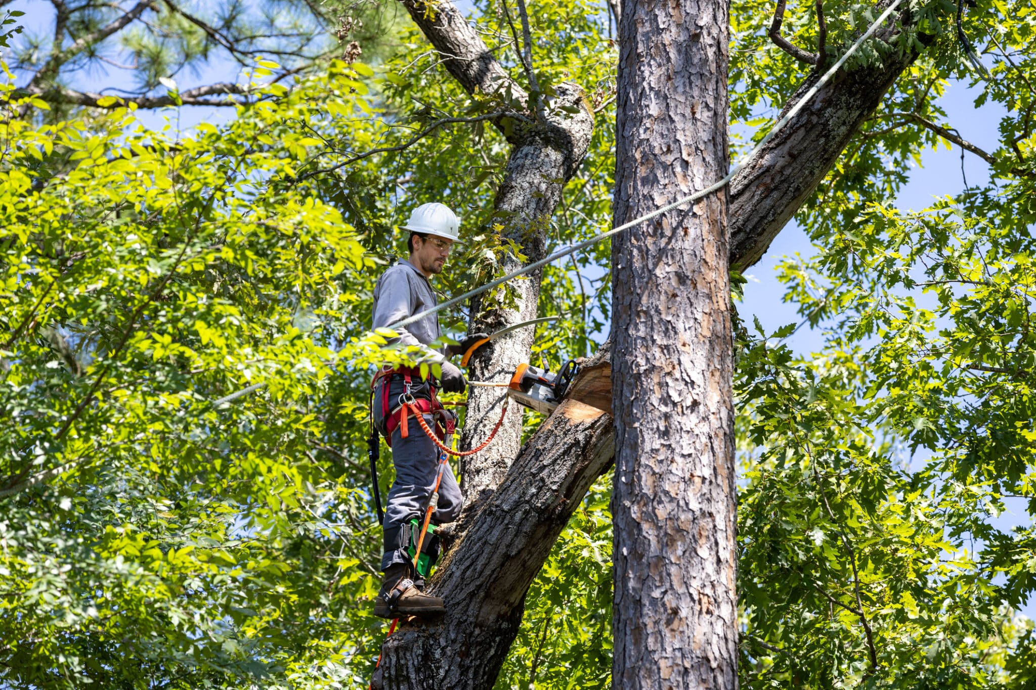 Tree Trimming & Pruning example 3