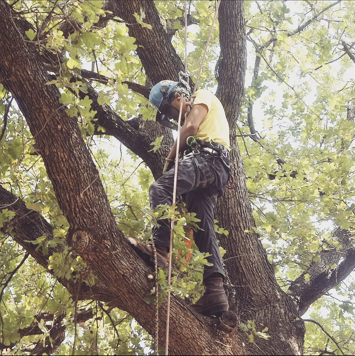 Tree Trimming & Pruning example 2